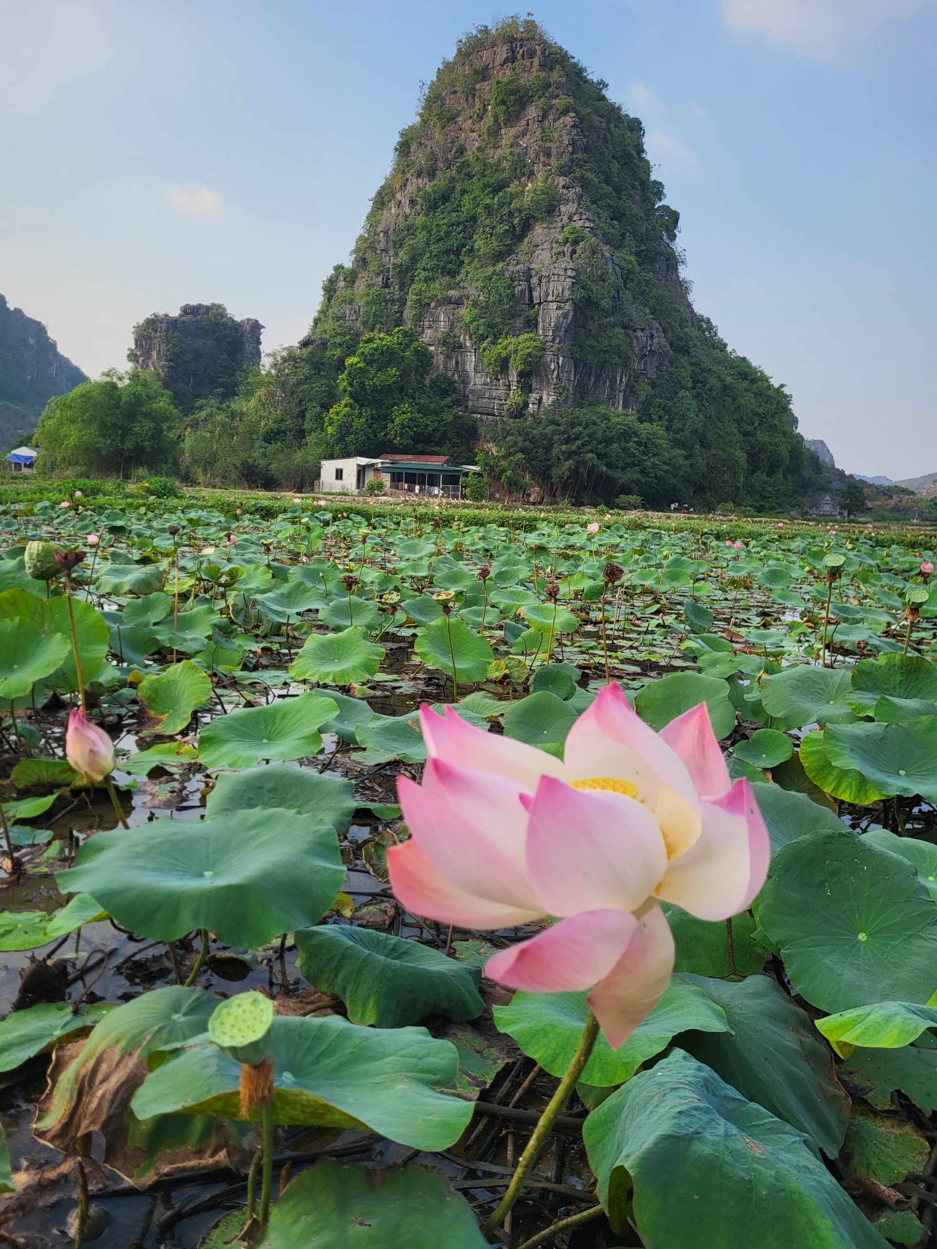 The lotus fields of Ninh Binh, with the dramatic mountains rising behind, create one of Vietnam’s most iconic landscapes